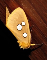 Rhanidophora cinctigutta