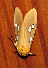 Rhanidophora cinctigutta