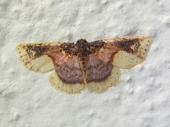 Syngatha latiflavaria