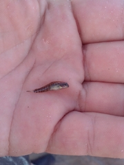 Redigobius macrostoma