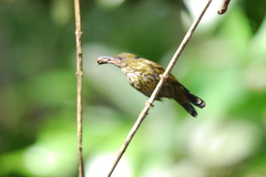 Kurochkinegramma hypogrammicum