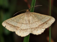 Isturgia catalaunaria