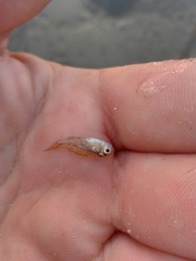 Ambassis jacksoniensis