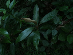 Planchonella obovata