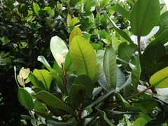 Planchonella obovata