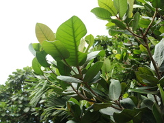 Planchonella obovata