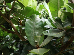 Planchonella obovata