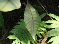 Planchonella obovata