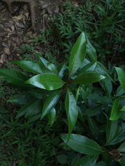 Planchonella obovata