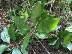 Planchonella obovata