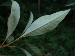 Planchonella obovata