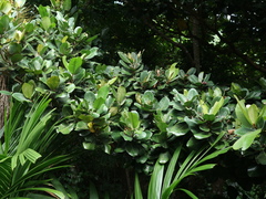 Planchonella obovata