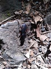 Berzercon ferdinandi