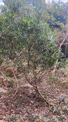 Acacia confusa