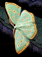 Comostolopsis stillata stillata