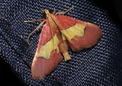 Bostra xanthorhodalis