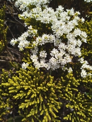 Veronica tetragona subsimilis