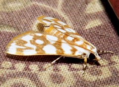 Obtusipalpis pardalis