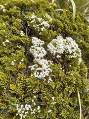 Veronica tetragona subsimilis