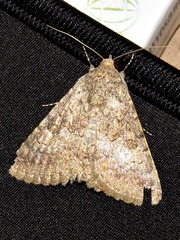 Pandesma robusta
