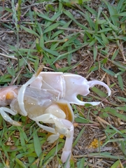 Trypaea australiensis