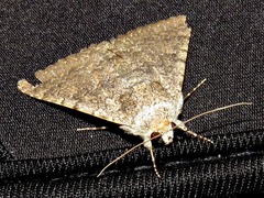 Pandesma robusta