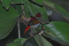 Aethopyga temminckii