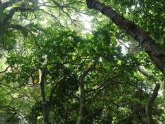 Osmoxylon pectinatum