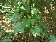 Osmoxylon pectinatum