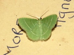 Chlorissa attenuata