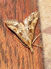 Diasemia disjectalis