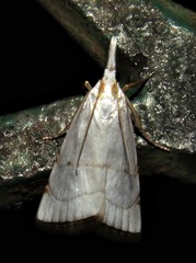 Pseudocatharylla xymena