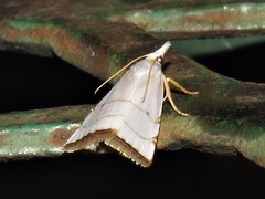 Pseudocatharylla xymena