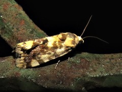 Acontia imitatrix