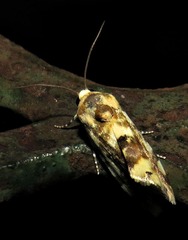 Acontia imitatrix