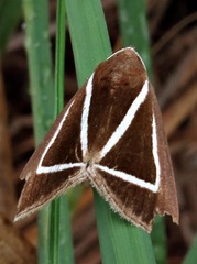 Chalciope delta