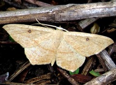 Traminda falcata