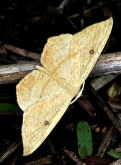 Traminda falcata