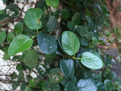 Ficus trichocarpa obtusa