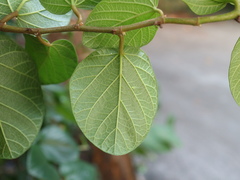 Ficus trichocarpa obtusa