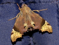 Temnora zantus