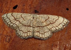 Scopula sinnaria