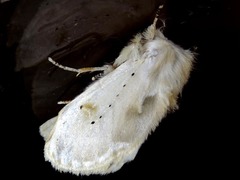 Naroma varipes