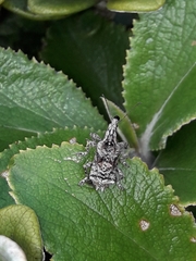 Agathinus tridens