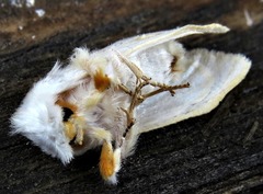 Naroma varipes