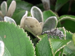 Agathinus tridens