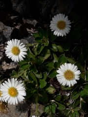 Celmisia hieraciifolia