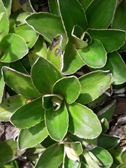 Celmisia hieraciifolia