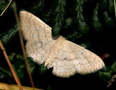 Scopula spoliata