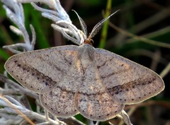 Isturgia catalaunaria